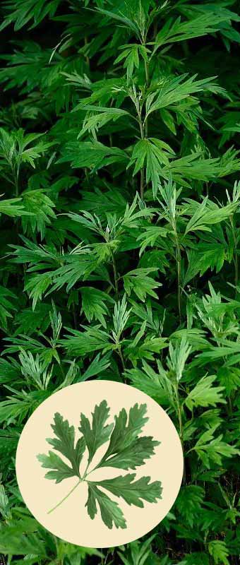 mugwort-leaves